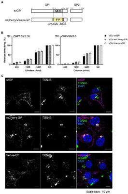 Development of an imaging system for visualization of Ebola virus glycoprotein throughout the viral lifecycle